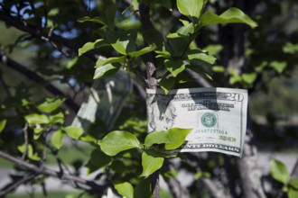 Money Tree