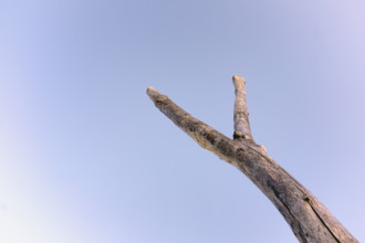 Low angle view of Y-shaped driftwood against light blue sky