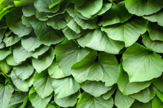 Green leaves on pipevine plant