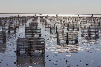 Oyster farm at sunrise