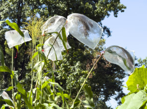 Bags covering sorghum, a gluten-free grain, to protect the grain from animals, Battery Urban Farm,