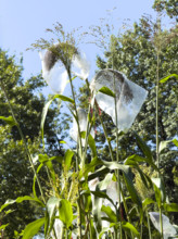 Bags covering sorghum, a gluten-free grain, to protect the grain from animals, Battery Urban Farm,