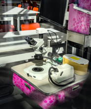 Olympus SZ61 Microscope in research laboratory, BioBase Harlem, Zuckerman Institute, Columbia