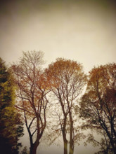 Late autumn foliage against stormy sky