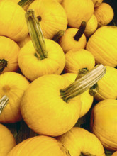 Mellow Yellow FI hybrid yellow pumpkins