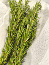 Twigs of Rosemary