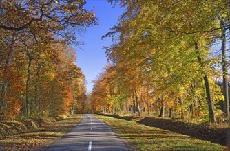 Route forestière en automne, Oise