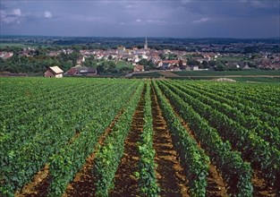Meursault, Côte-d'Or