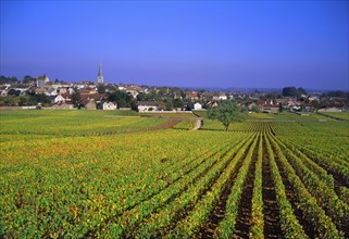 Meursault, Côte-d'Or