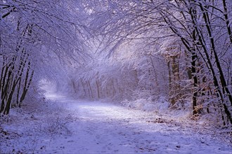 Forêt de Fontainebleau en hiver