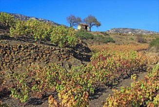 Corbières vineyards, Pyrénées-Orientales