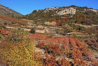Vineyards of the Pyrénées-Orientales