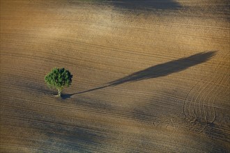 Isolated tree in a field and its shadow, Ariège
