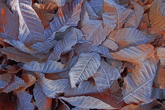 Frosted chestnut leaves