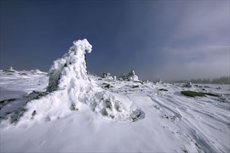 Le mont Lozère en hiver couvert de neige, Lozère