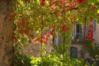 Tonnelle couverte de vigne vierge en automne, Hérault