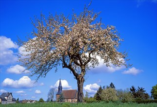 Apple tree in bloom, Calvados