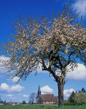 Apple tree in bloom, Calvados