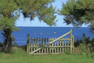 Fence and tamarisk, Manche