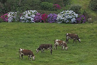 Norman cows in the Manche