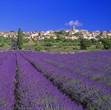 Puimoisson, Alpes-de-Haute-Provence
