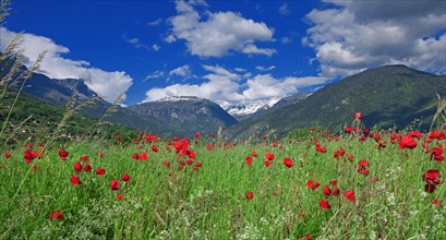 Paysage avec montagne enneigée et champ de coquelicots, Haute-Savoie