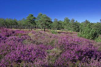 Heather in flower and pine forest on the high plateaus of the Vivarais Cévenol, Ardèche