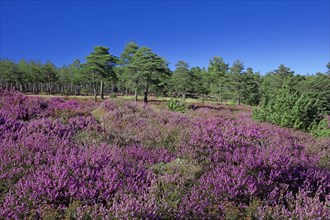 Bruyère en fleur et pinède des hauts plateaux du Vivarais Cévenol, Ardèche