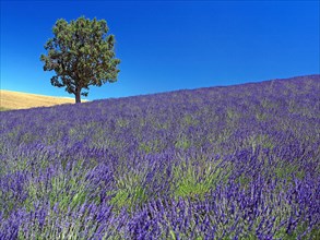 Le Plateau de Valensole, Alpes-de-Haute-Provence