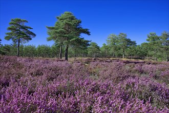 Blossoming heather and pine forest on the high plateaus of the Vivarais Cévenol, Ardèche