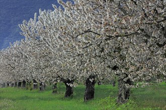 Cerisiers en fleurs, Vaucluse