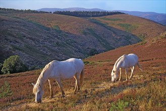 Horses in the Cevennes, Gard