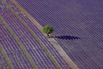 Isolated tree and lavender field, Alpes-de-Haute-Provence