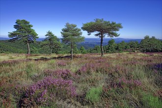 Blossoming heather and pine forest on the high plateaus of the Vivarais Cévenol, Ardèche