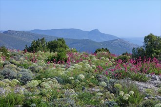 Flore des Calanques de Marseille, Bouches-du-Rhône