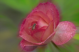 Rose et insecte