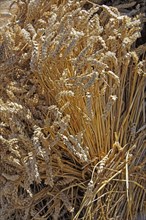 Sheaf of ripe wheat