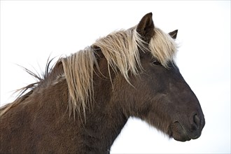 Iceland, Icelandic horse