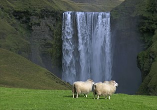 Iceland, Skogafoss Falls