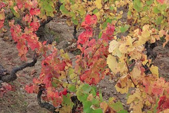 Vignoble du Beaujolais en automne