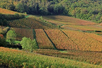 Vignoble du Beaujolais en automne