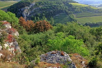 Vineyard landscape in Côtes-d'Or