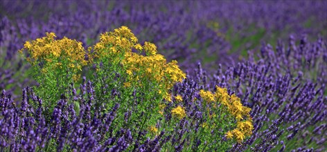Lavender field and St. John wort