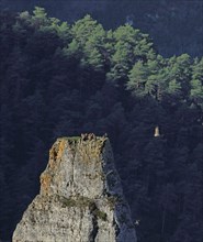 Vultures on a rocky outcrop, Aveyron