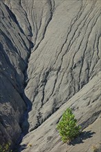 Isolated pine on the black soil of the Buëch region, Hautes-Alpes