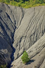 Pin isolé sur les terres noires du pays du Buëch, Hautes-Alpes