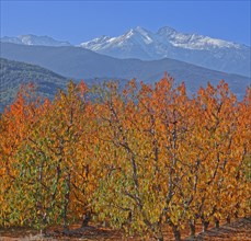 Massif du Canigou, Pyrénées-Orientales