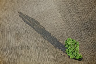 Arbre isolé dans un champ