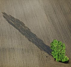 Arbre isolé dans un champ