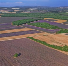 Plateau de Valensole, Alpes-de-Haute-Provence